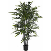BAMBOO BLACK IN PLASTIC POT - H150XD75CM